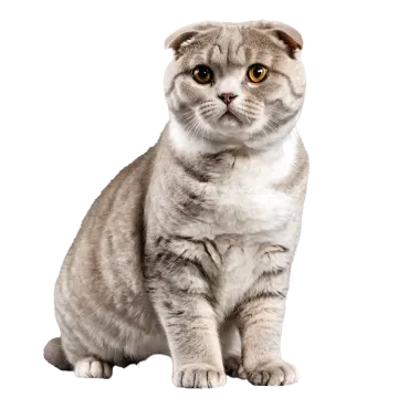 a gray and white cat sitting on a white background