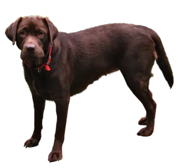 a brown dog standing on top of a white surface