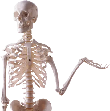 the skeleton is white