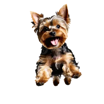 a small dog with its tongue sticking out