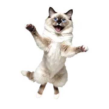 a cat is jumping in the air