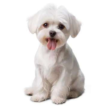 a small white dog with its tongue out