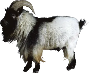 a black and white goat on a white background