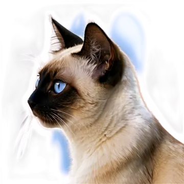 a close up of a cat with blue eyes