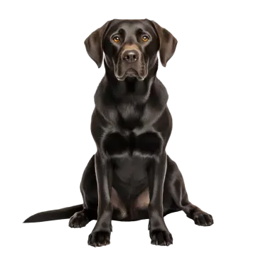 a black dog sitting down and looking at the camera