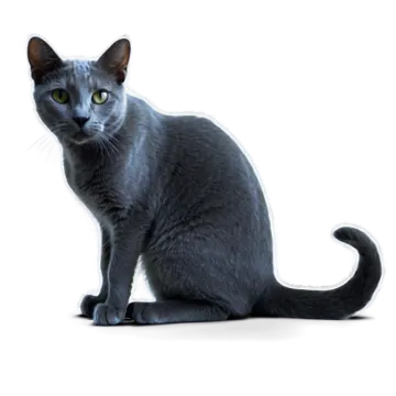 a gray cat sitting on a white surface