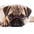 a small dog laying down on the ground