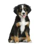 a black and brown puppy sitting on a white background