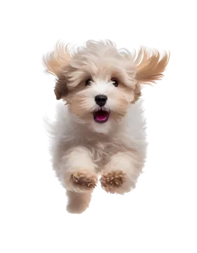 a small white dog running through the air