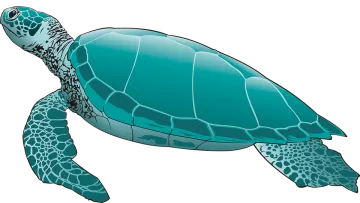 a green sea turtle