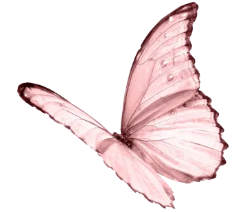 a pink butterfly on a white background