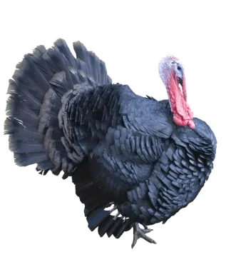 a black turkey standing on a white background
