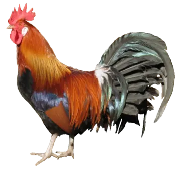 a rooster standing on top of a white surface