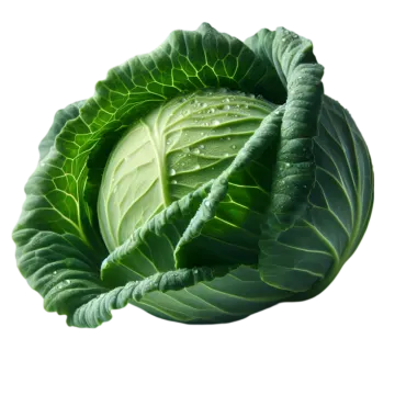a head of cabbage on a white background