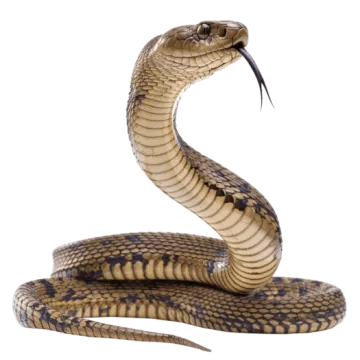 a brown and black snake with its mouth open