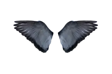 two black wings on a white background
