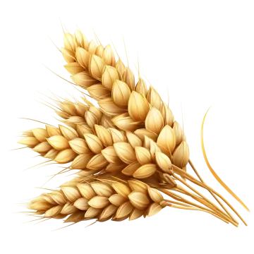 a bunch of wheat on a white background