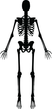 a skeleton silhouetted on a white background