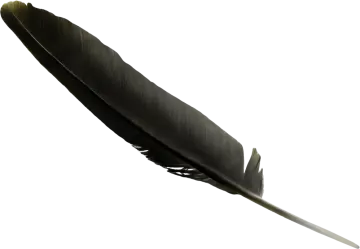 a black feather on a white background