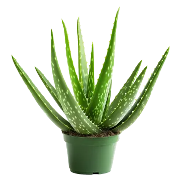 a green plant with white spots on it