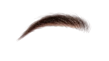 a close up view of a brown eyebrow