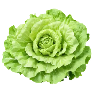 a green cabbage head on a white background