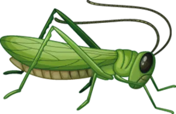a green grasshopper on a white background