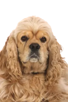 a close up of a dog on a white background