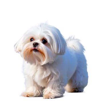 a small white dog on a white background