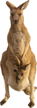 a kangaroo with its baby in its pouch