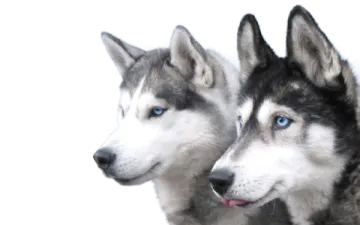 two husky dogs with blue eyes on a white background