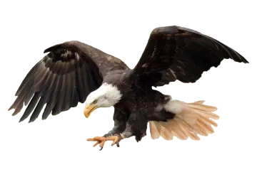 an eagle is flying with its wings spread