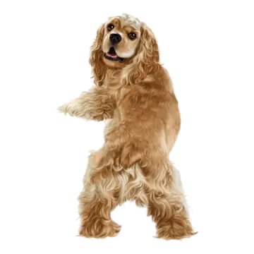 a brown and white dog standing on its hinds