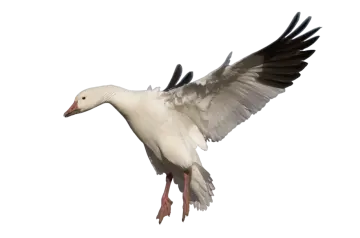 a white and black bird flying through the air