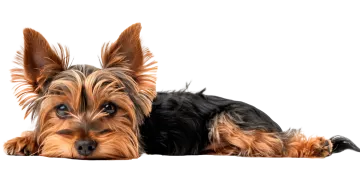 a small dog laying down on the floor