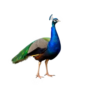 a blue and green peacock on a white background