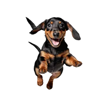 a black and brown dog jumping in the air