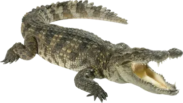 a large crocodile with its mouth open