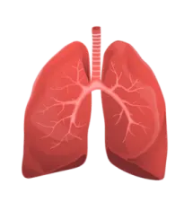a diagram of the lungs