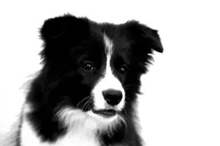 a black and white dog sitting on the ground