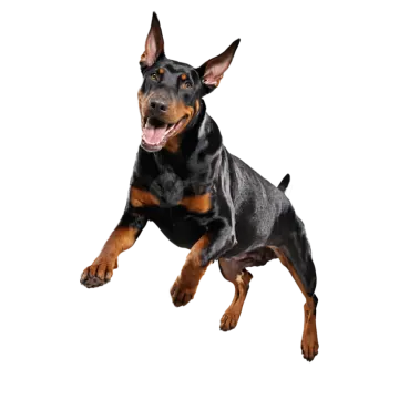 a black and brown dog jumping in the air