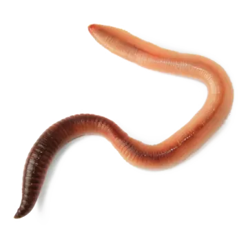 a worm on a white background