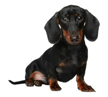 a black and brown dog sitting on a white surface