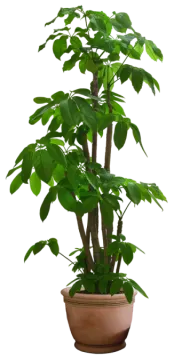 a potted plant on a white background