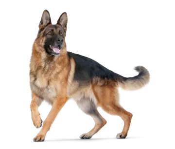 a german shepherd dog running on a white background