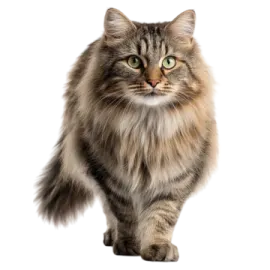a long haired cat with green eyes
