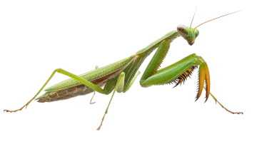 a green praying mantis on a white background