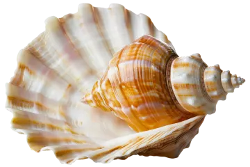a close up of a sea shell on a white background