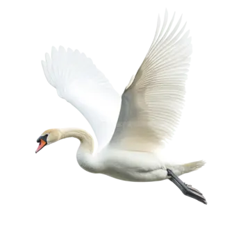 a swan flying in the air with its wings spread