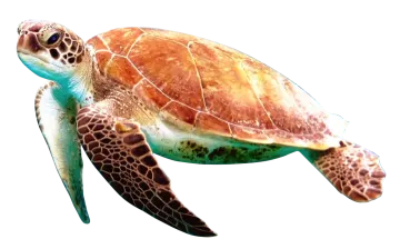 a green sea turtle on a white background